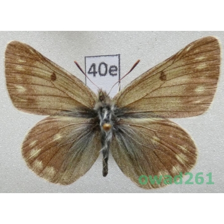 Colias cocandica maja Grum-Grshimailo, 1891 Uzbekistan40e